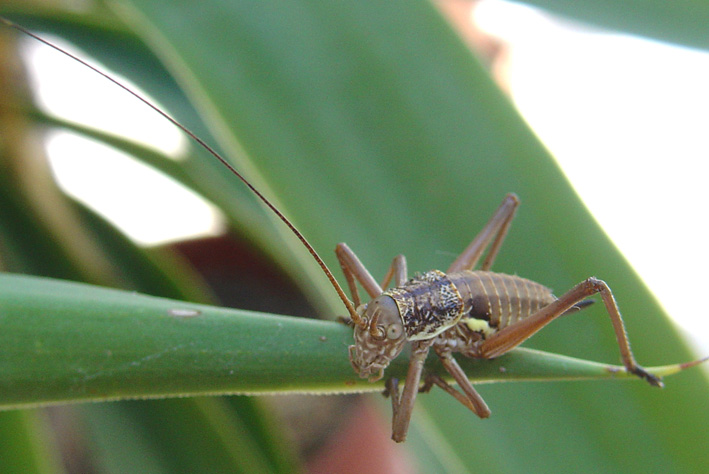 Bolivarius brevicollis insularis